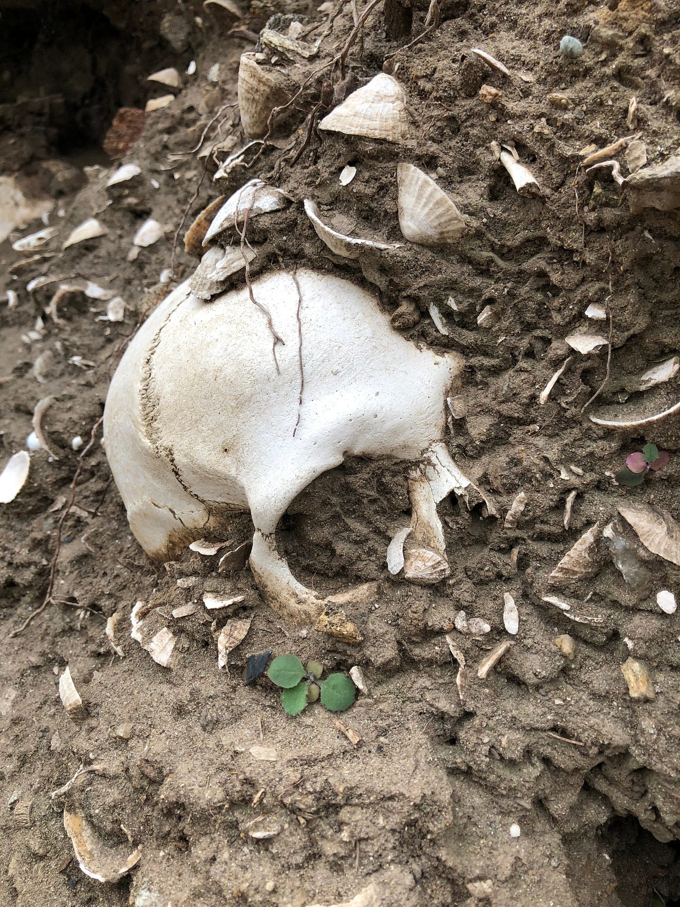 My work involves the study of shell middens, anthropogenic accumulation of collected and disposed shells. This skull was discovered in a early medieval cemetary, directly digged into an older midden. Beniguet island, France. Photo : JF Cudennec.