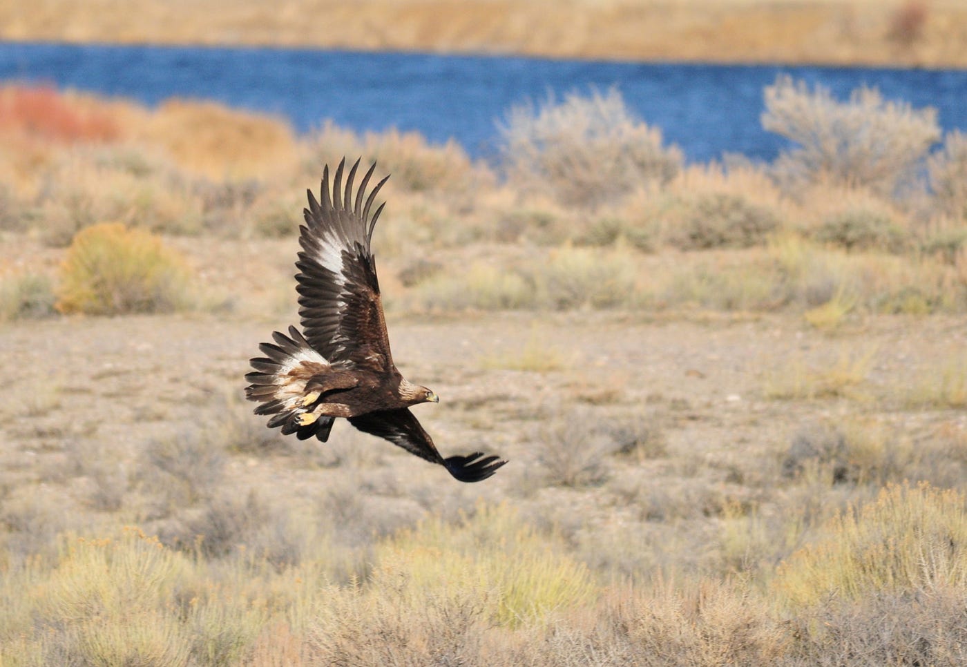 Golden Eagle Porn - Get the Latest on Golden Eagles. In March 2021, the U.S. Fish andâ€¦ | by  U.S. Fish and Wildlife Service | Medium