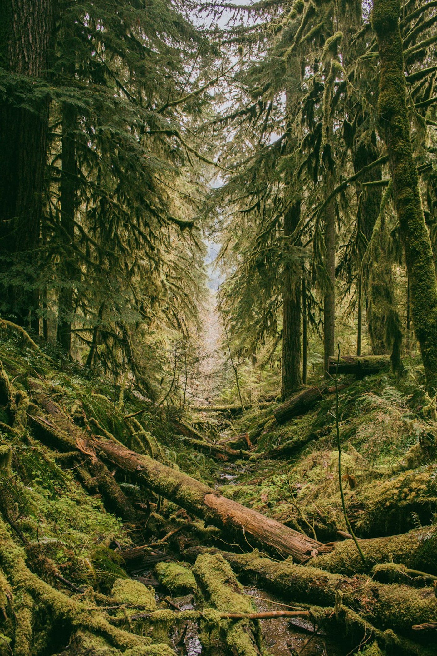 A World Without Trees