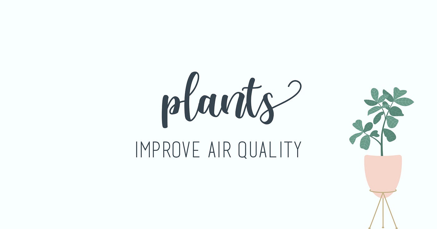 Plants are the new pet.. Are plants fully replacing pets | by Jocelyn  Wright Powell | Medium