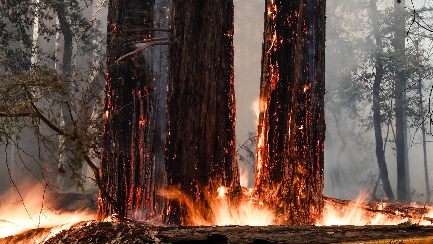 The Fire That Revived Life and Rekindled Our Trust in Nature