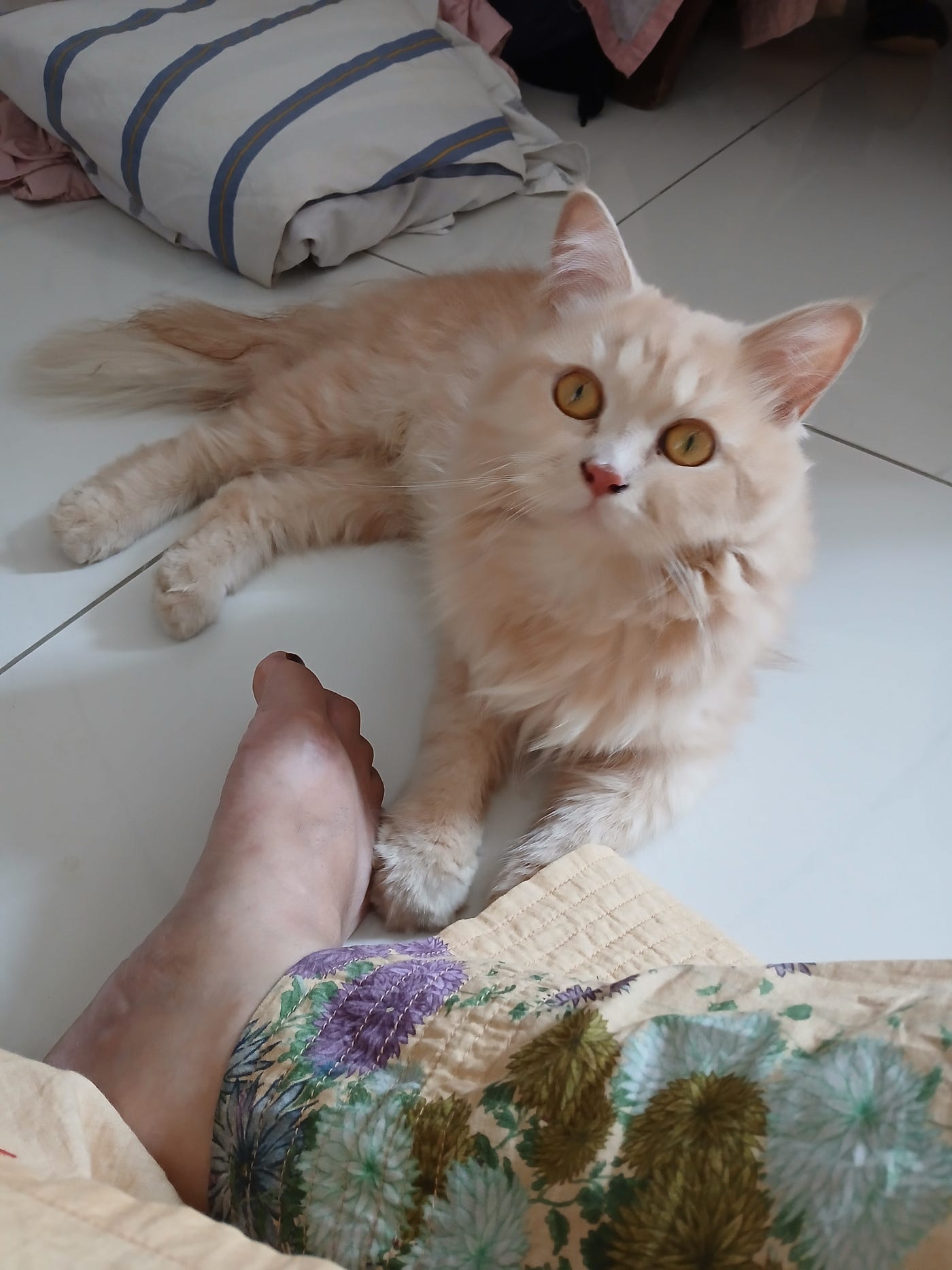 Ginger the 🐈