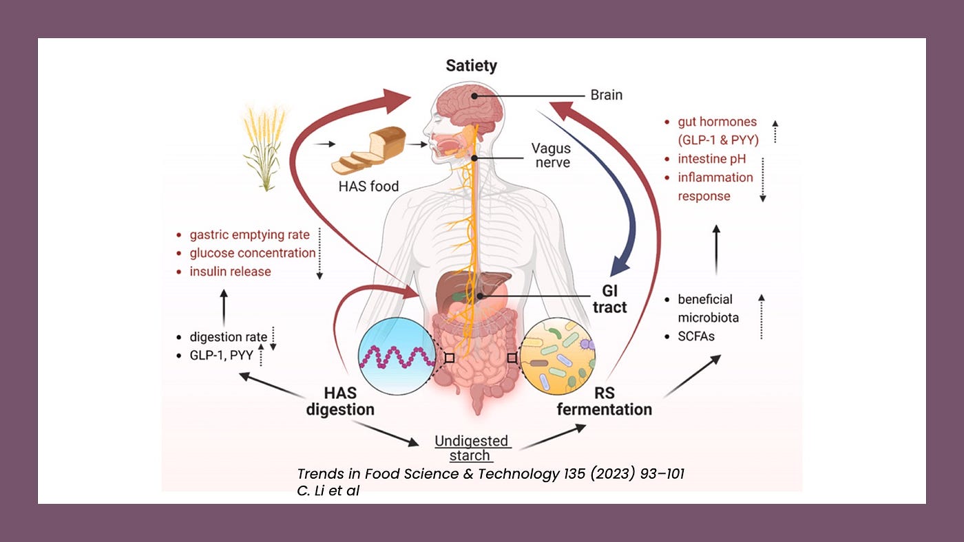 resistant starch glp 1 The 5 types of Resistant Starch. Nuances of Carbohydrate Metabolism | by  Dr. Jason Fung