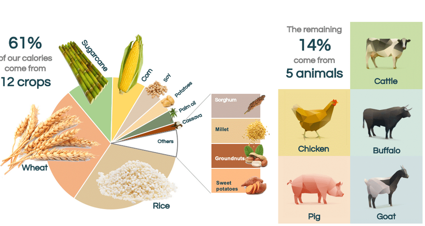 The 12 crops and 5 animals that feed us | by Christoph Langwallner | Medium