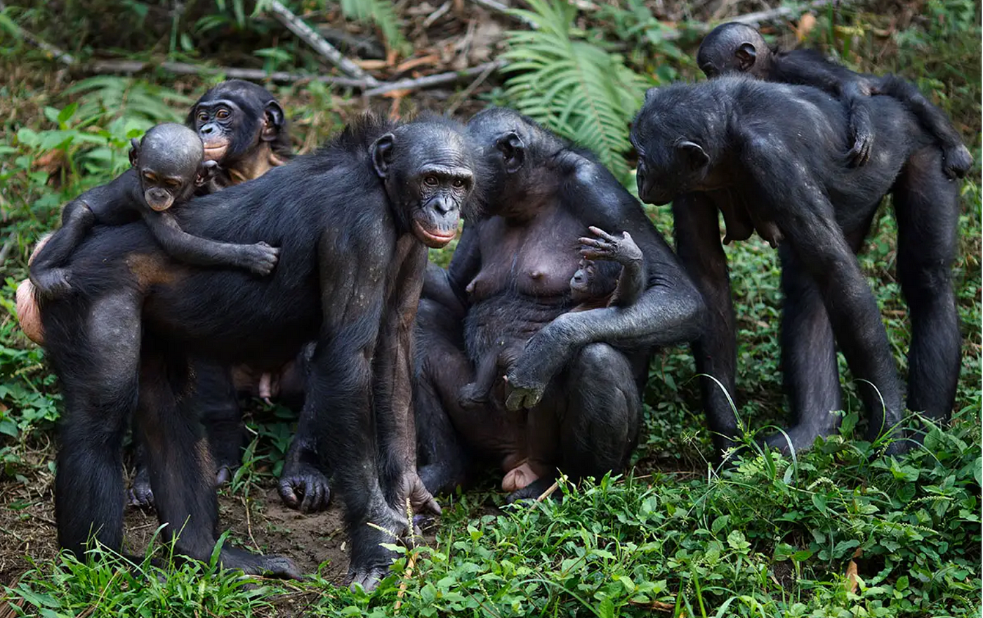 Bonobos And The Myth Of Matriarchy by VERVE Team VERVE She