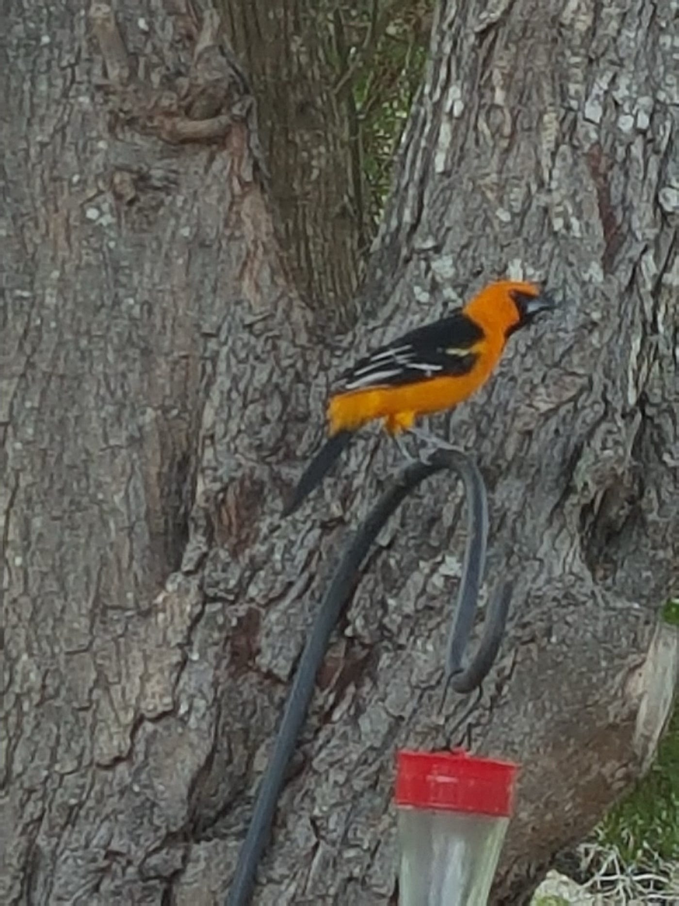 Oriole in my backyard, photo by author