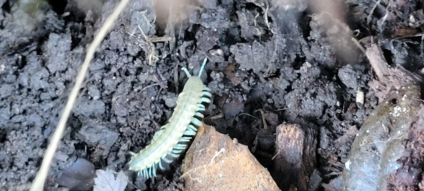 Unknown millipede