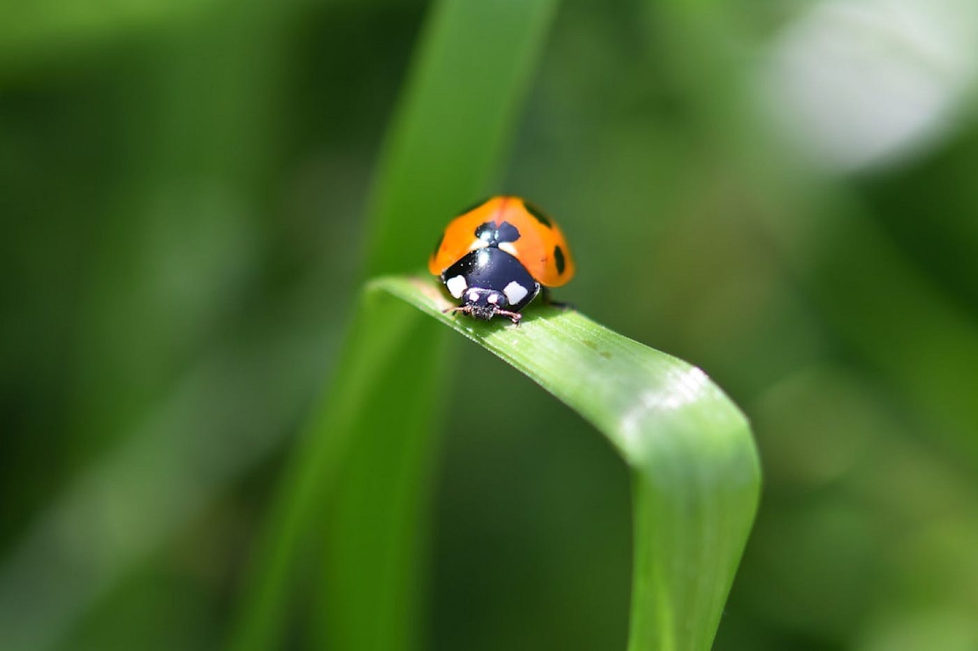 Photo by Nagara Oyodo on Unsplash