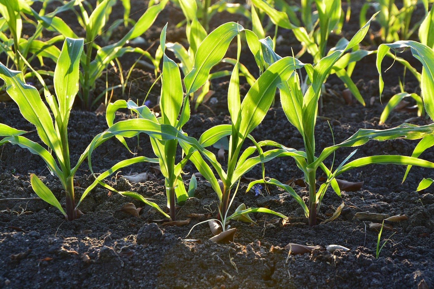 Climate Change Is Transforming the Plant-Soil Feedback System and Plant Diversity