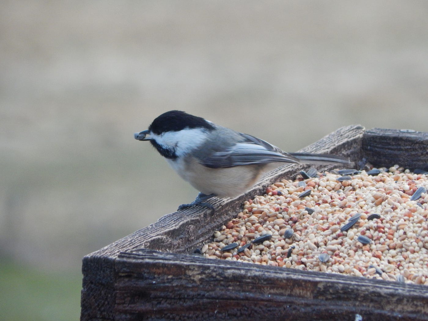 Will Chickadees Eat from a Bird Feeder? Discover the Truth!
