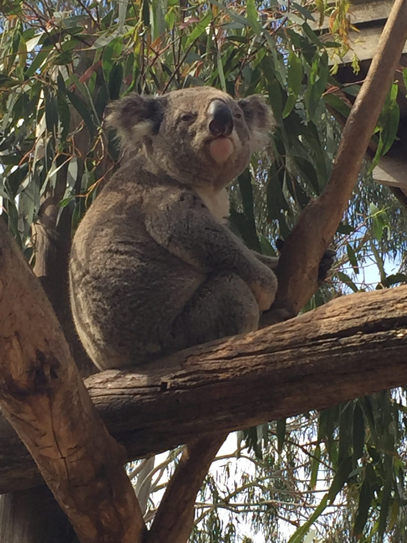 Maru Koala and Animal Park. The Maru Koala and Animal Park is an…, by Last  Minute Day Tours