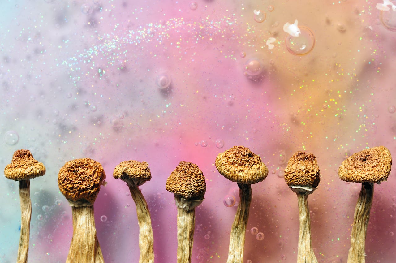 Magic Mushrooms 101: Everything You Need To Know Before You Trip -  Tripsitter