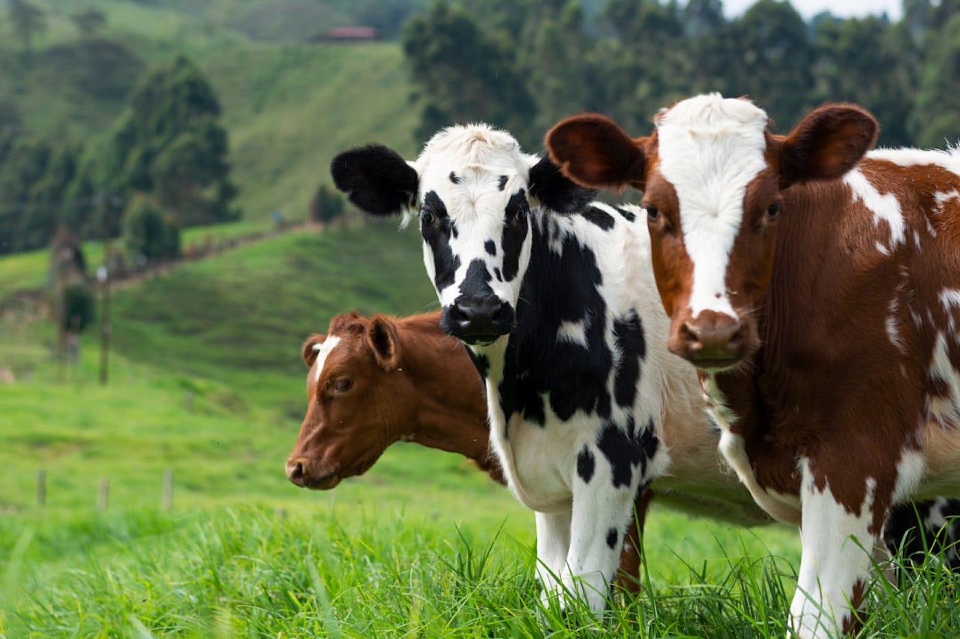 I Saw A Man Raping A Cow