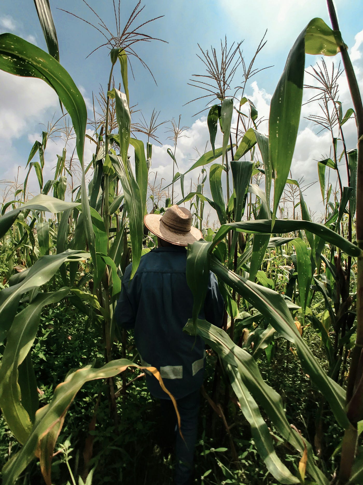 Soil Moisture Monitoring With Free Satellite Data: Building Smallholder