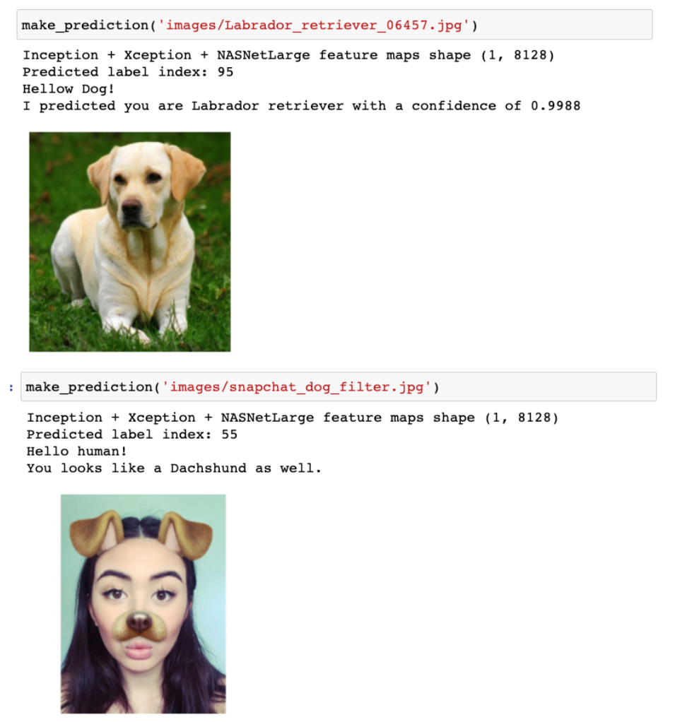 Dog Breed Classification. Do you like dogs? Have trouble telling… | by Tina  Chien | Medium