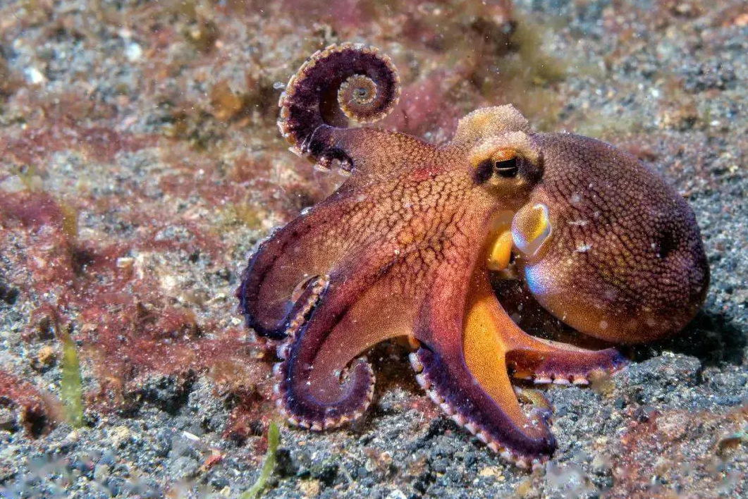 Mystery of deep sea 'octopus garden' off CA coast solved