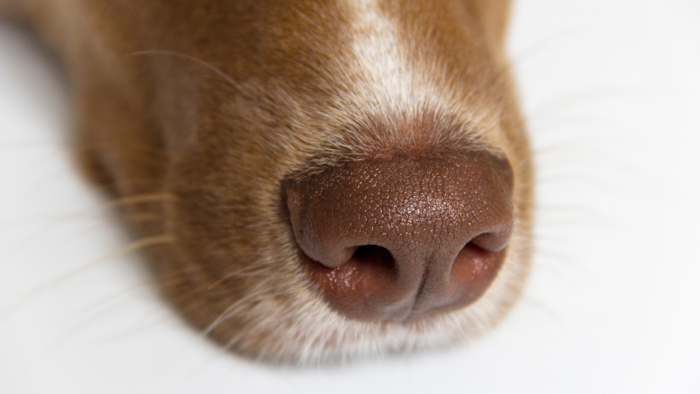 Bulldog Nose Peeling What Does It Mean When My Dog's Nose Is