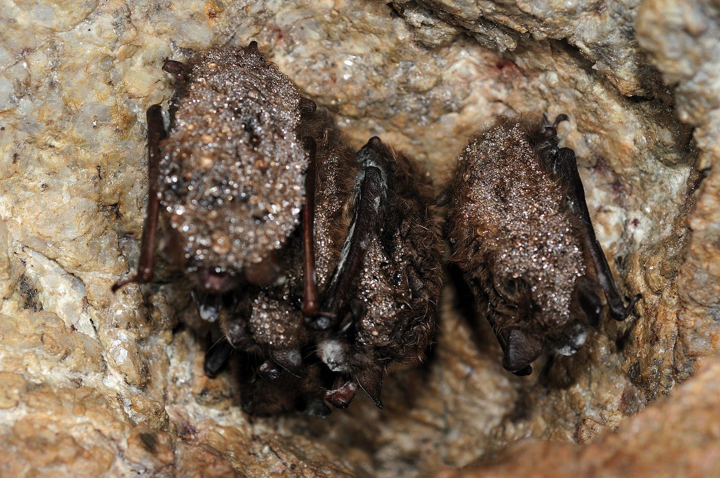 Little Brown Bats. Mammals in flight over Alaska