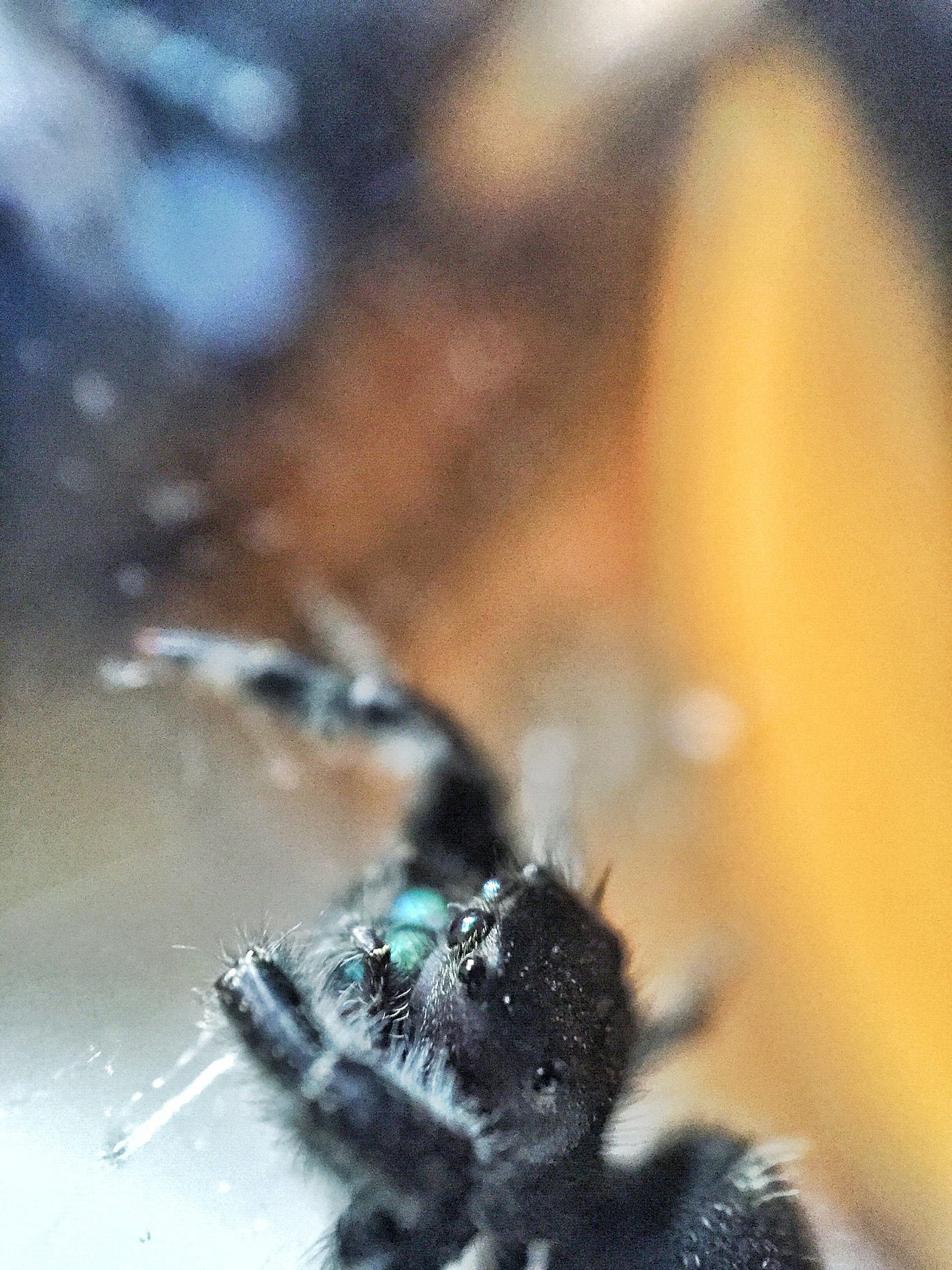 In the Mood for a Spood? Meet the up-and-coming pet: the Regal Jumping  Spider, Community