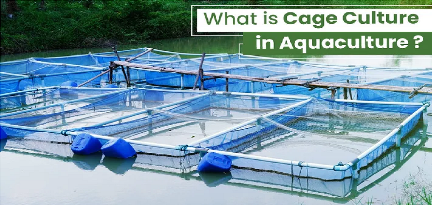 Know about the Cage Culture in Aquaculture, by Shreya Sri