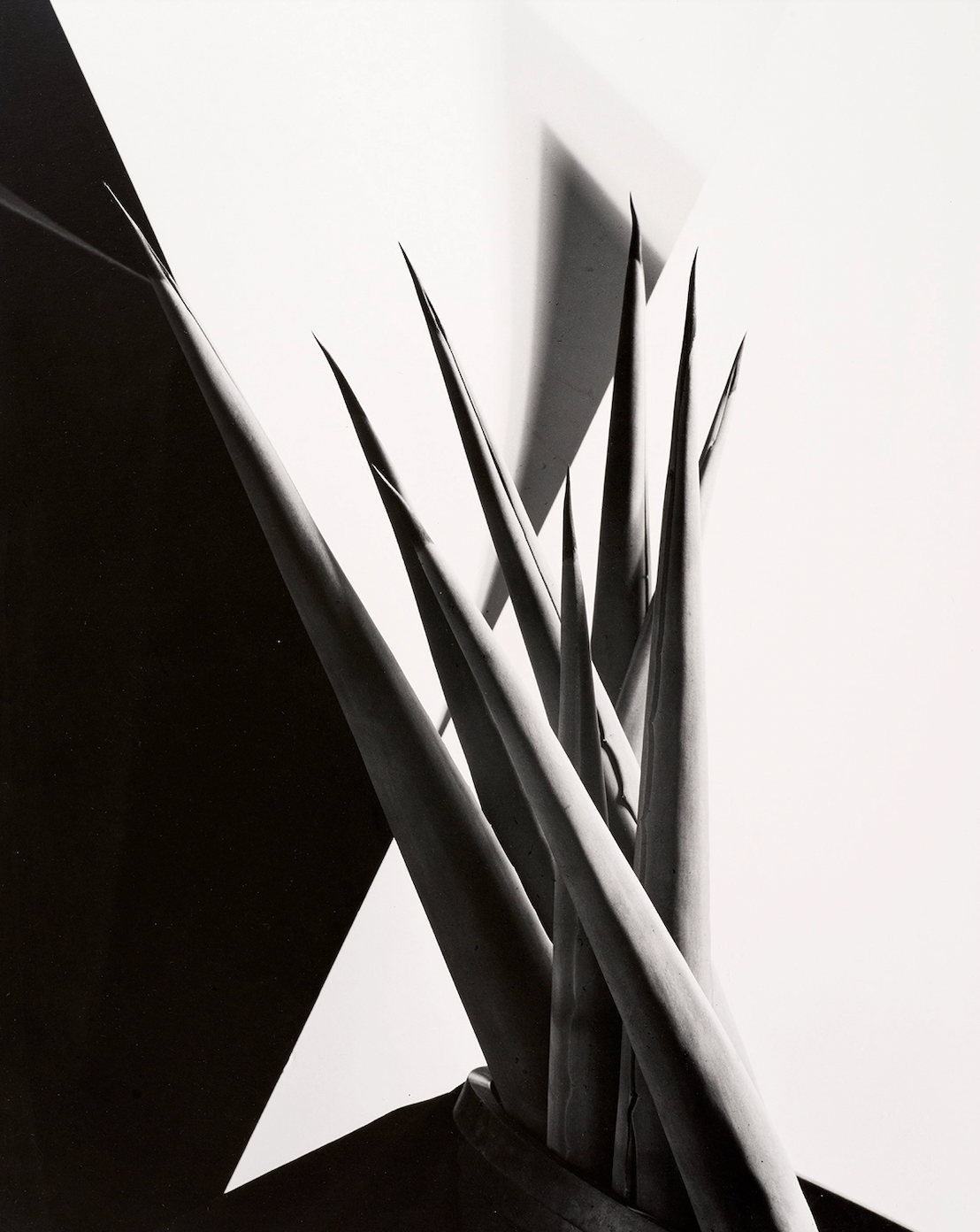 Imogen Cunningham: Peaceful Rebel, Modernist Trailblazer