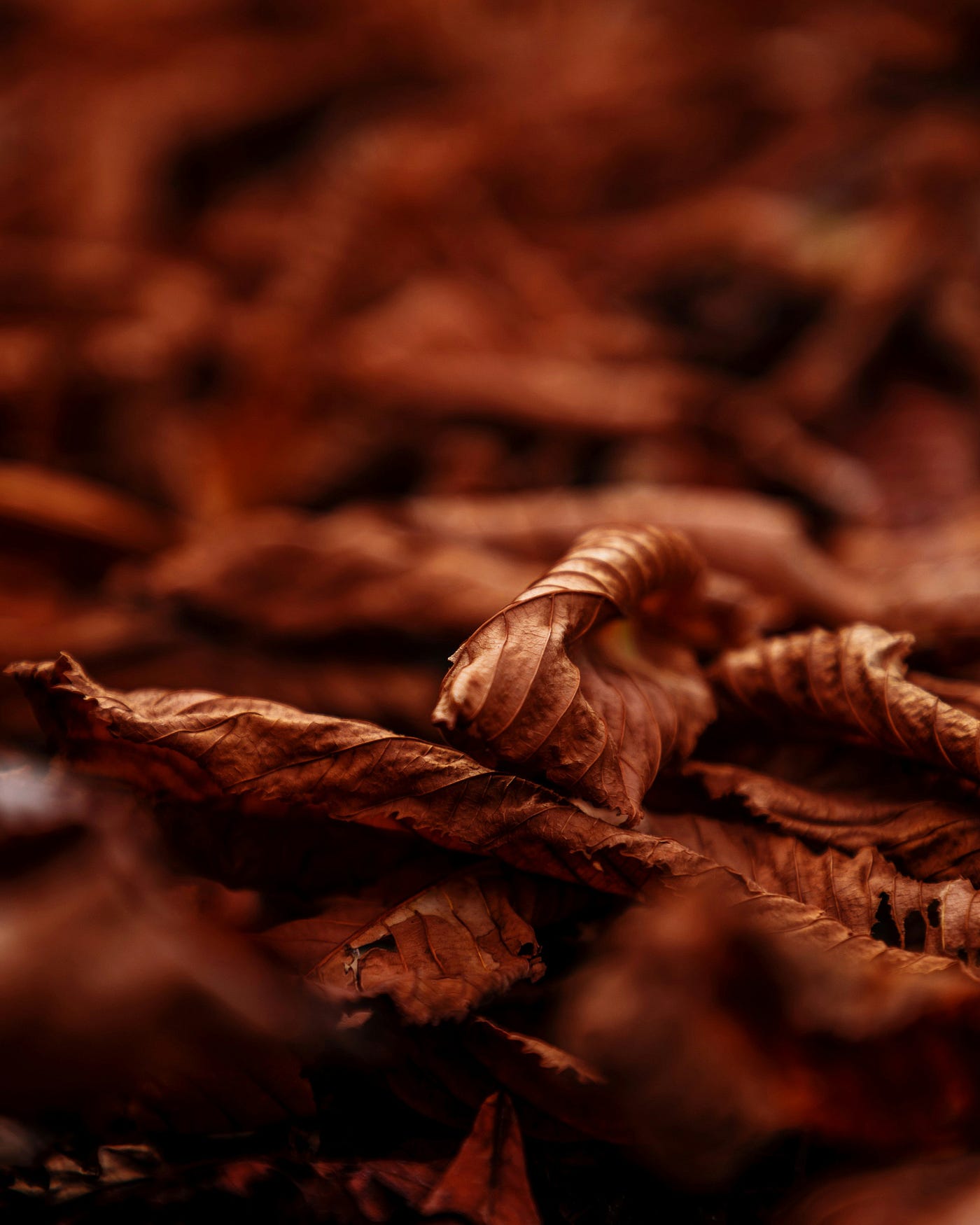 is longbottom leaf weed or tobacco Longbottom Leaf Tobacco Gandalf Pipe Weed LOTR the Shire Hobbits Pipe-weed | The One Wiki