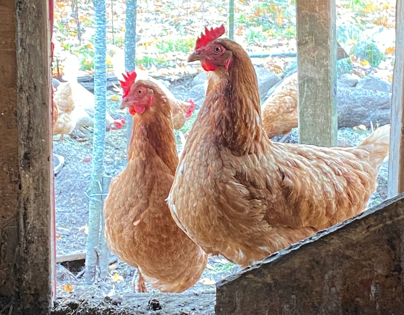 닭 두 마리가 차렷 자세로 서 있다.<BR>