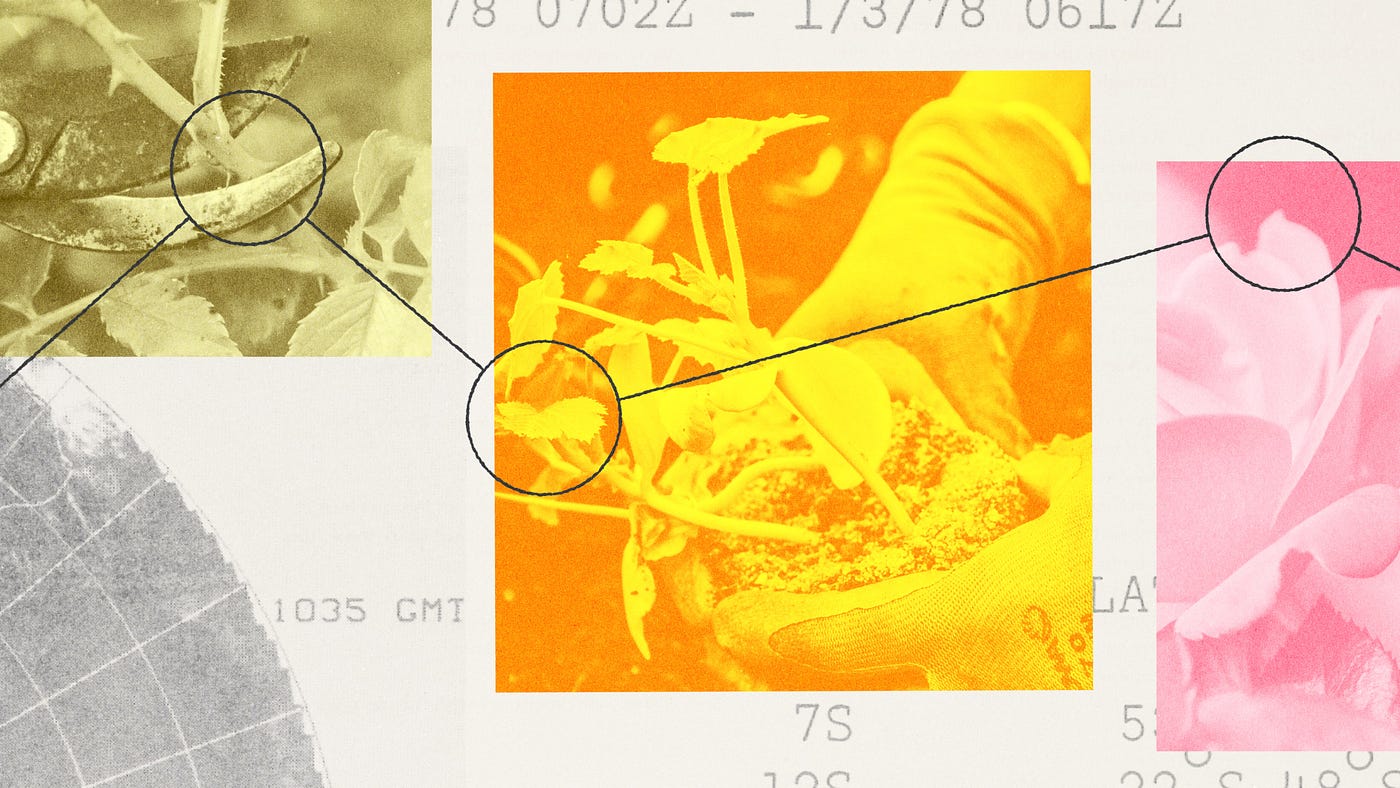 How Medium is investing in the curation era