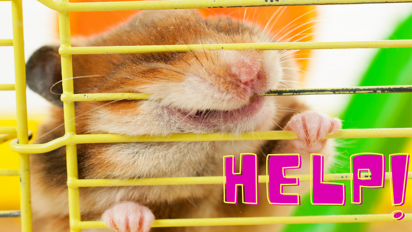 Are you a Hamster or a Guinea Pig?, by Elise Chidley
