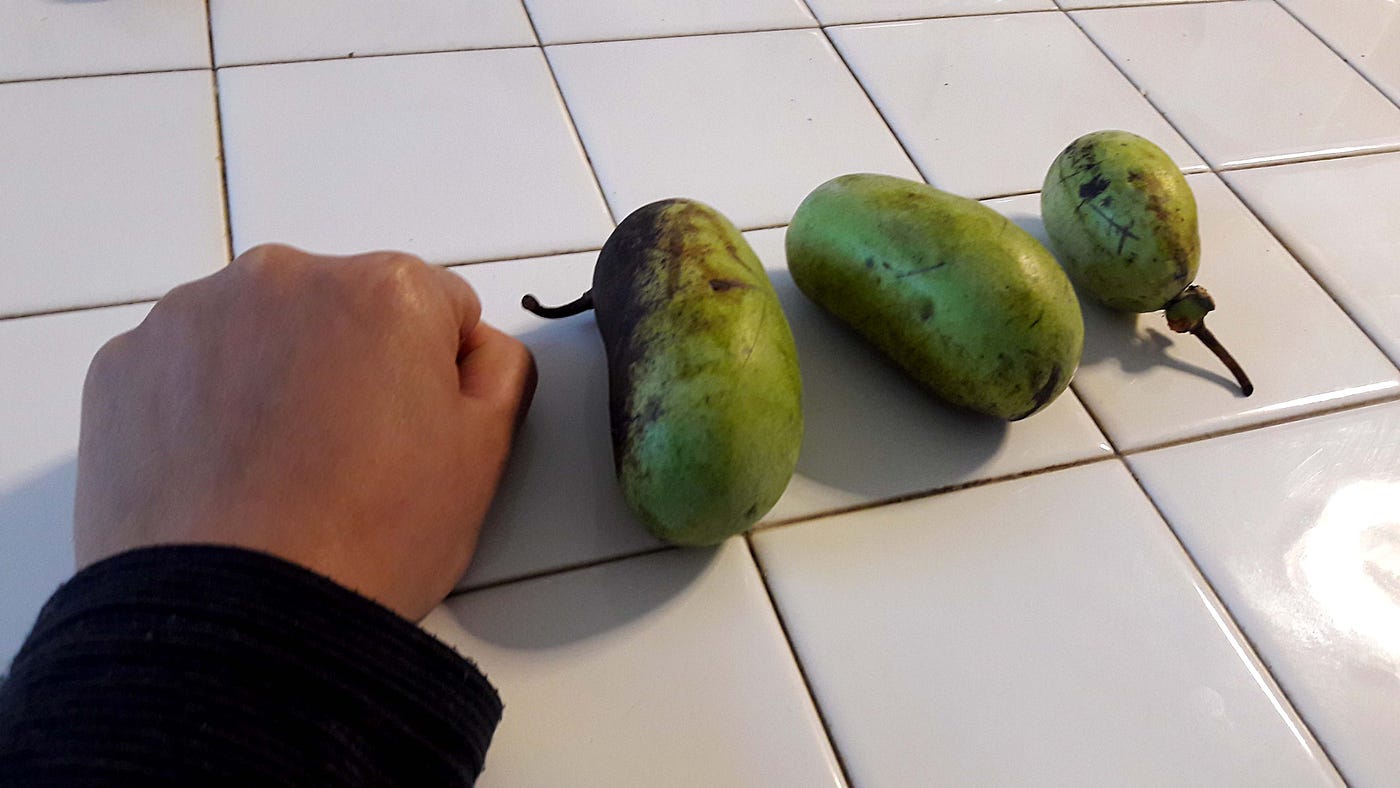 美國吃不到釋迦？別灰心，還有泡泡果Pawpaw fruit！. Pawpaw（Asimina… | by 俄勒岡小婦人| Medium