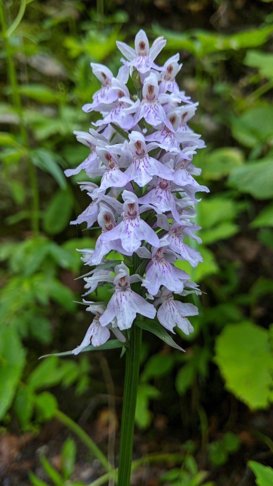 Flower-spotting hike up from Montreux + alpine garden + century