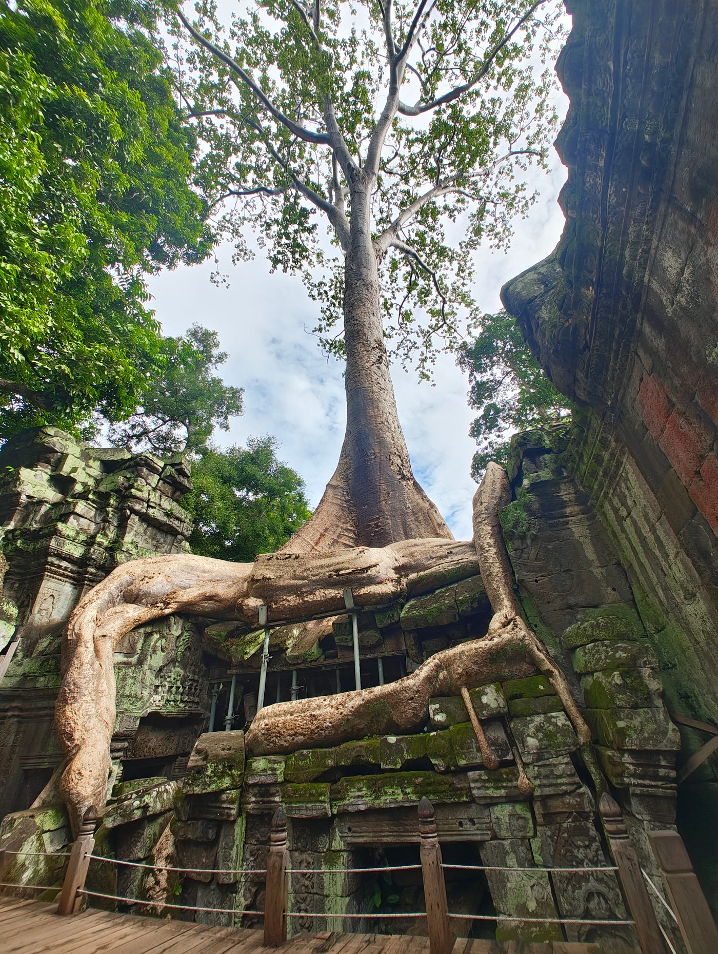 Natural and man-made forces working in harmony at Ta Prohm