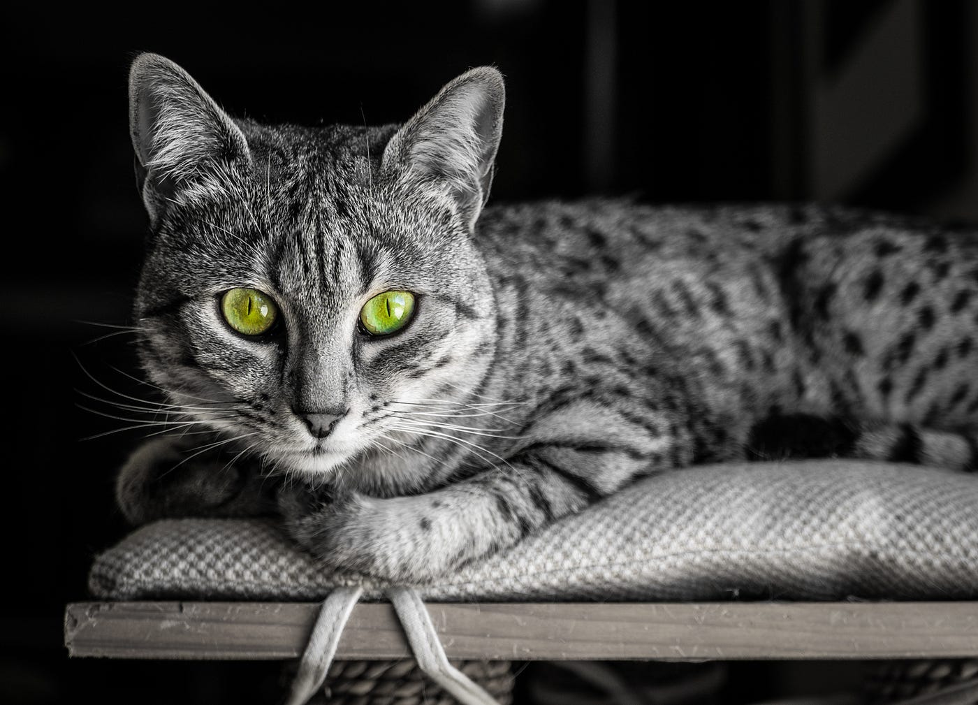 From pharaohs to hairballs How Cairo s cats have evolved since