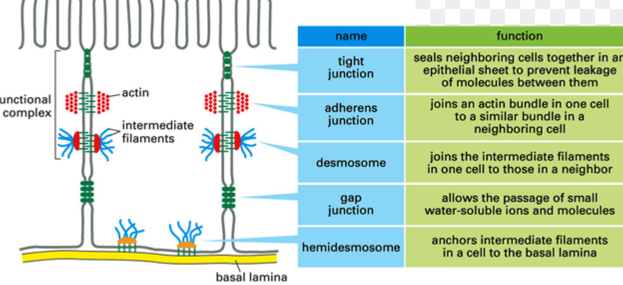 Hemidesmosome And Desmosome