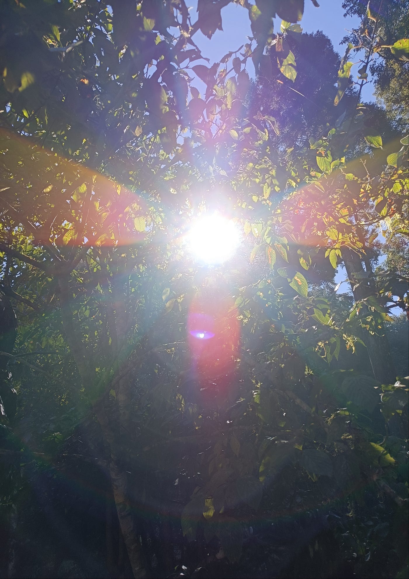 杉林祕境 ☄️
