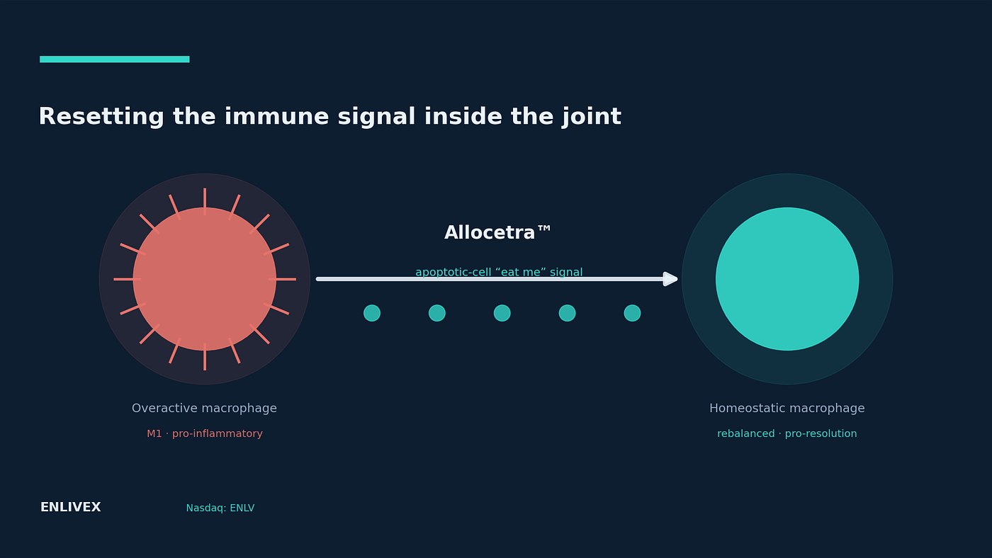 How Allocetra™ is designed to act on macrophages inside the joint.