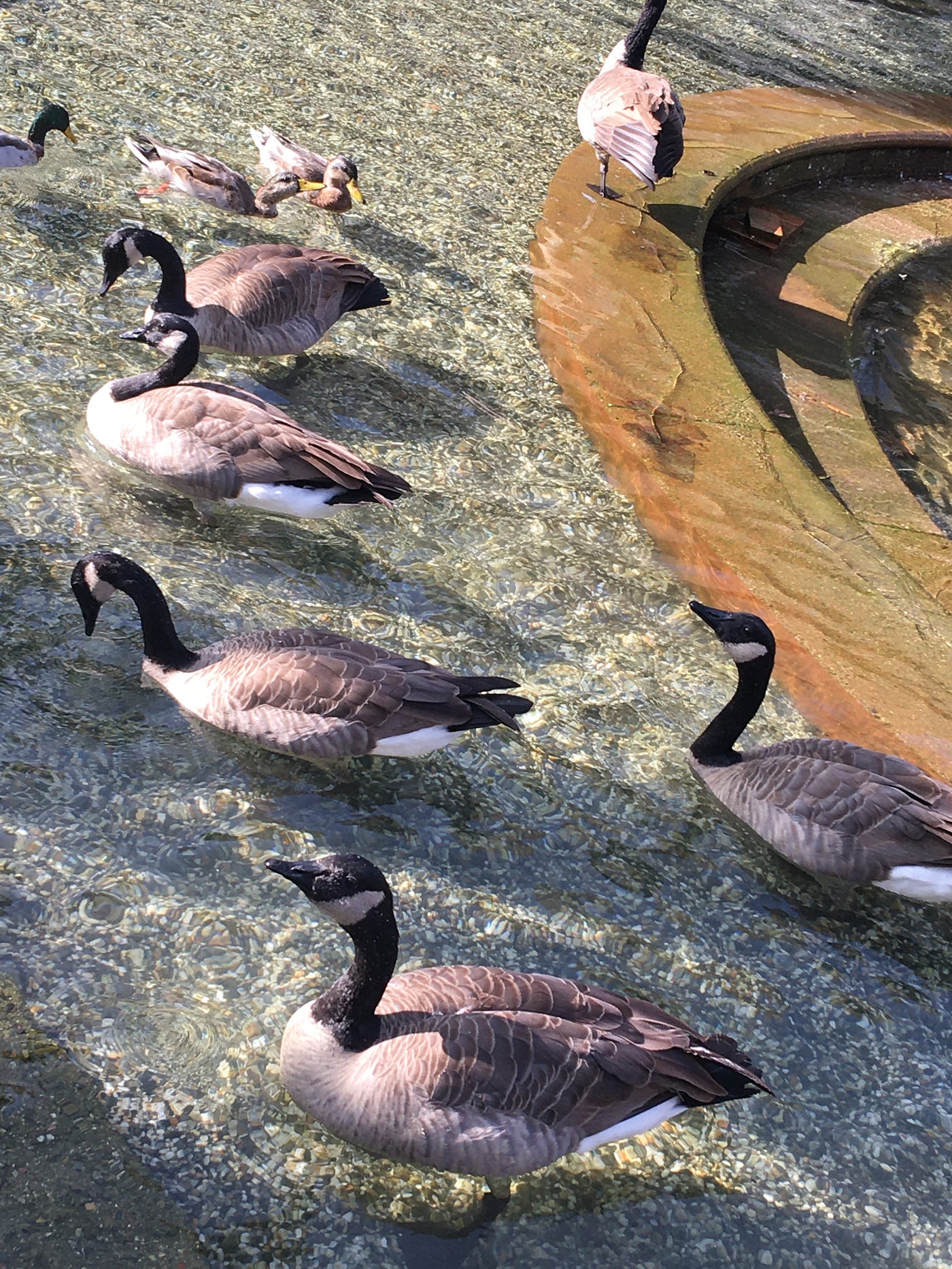 Ducks in Blackhawk Plaza, California. Photo by RegiaArt. 2020.