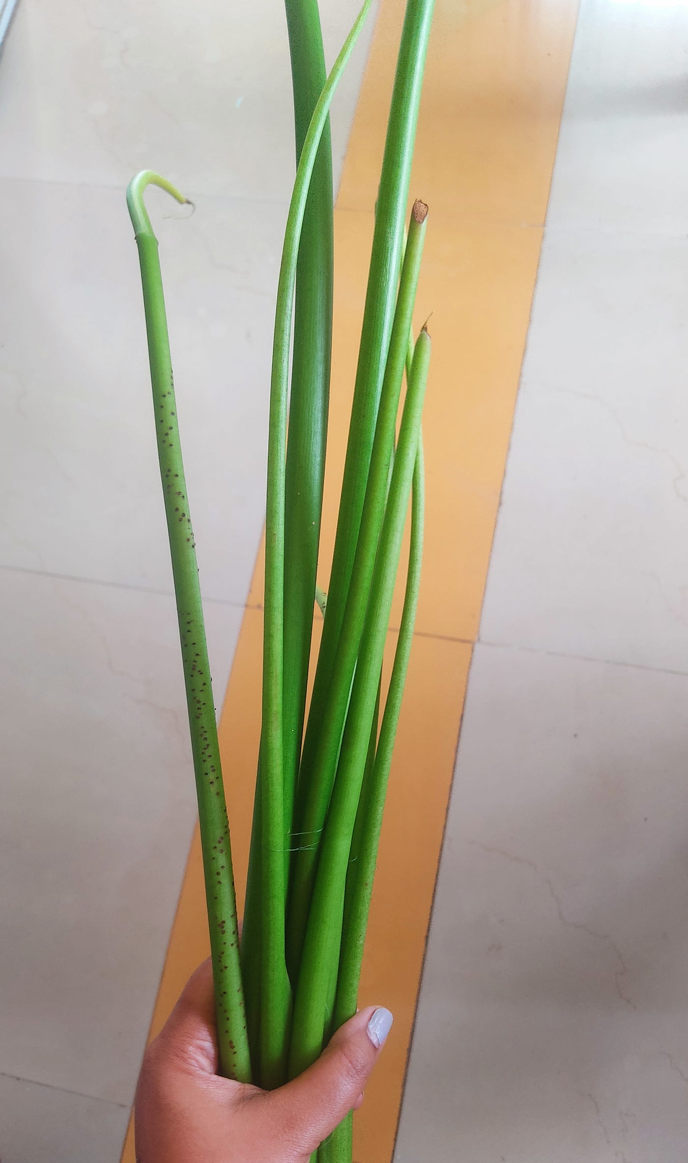 kochu (Taro) stems. Photo by the Author.