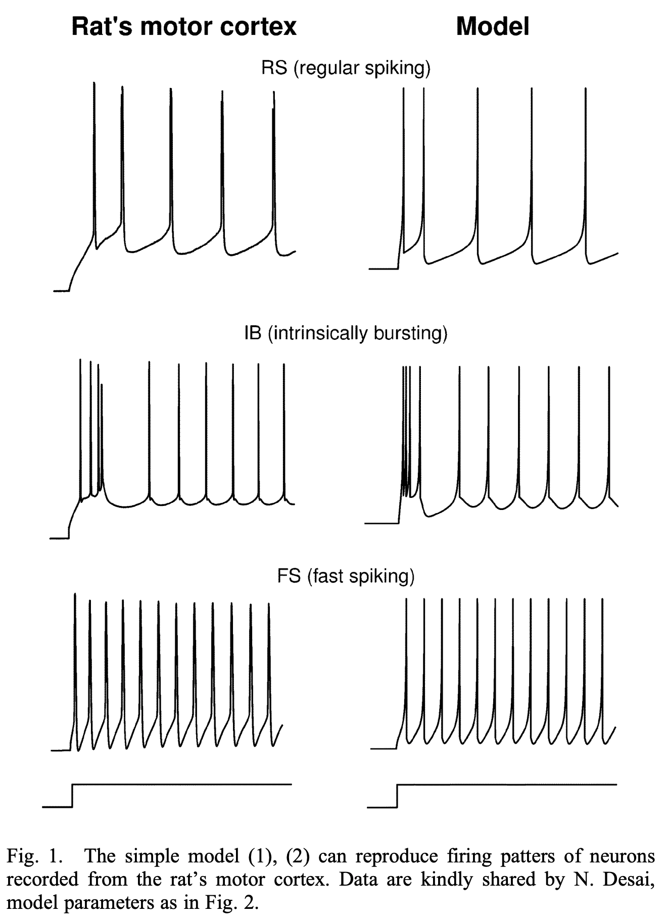 Introduction to Cortical Neurons