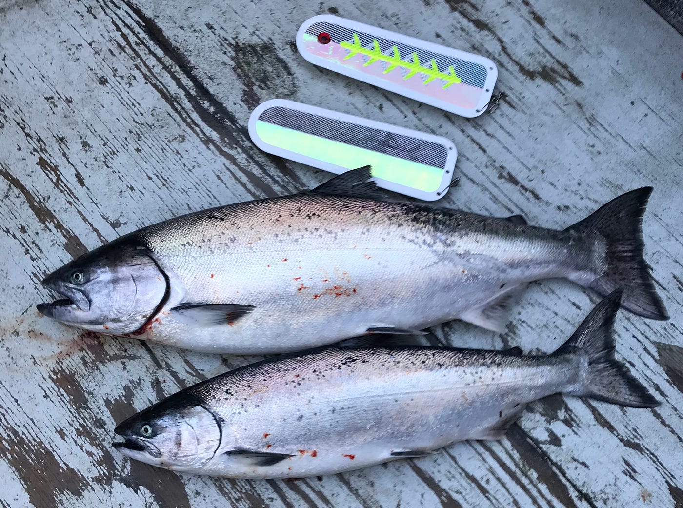 Kings of Kachemak Bay. Winter saltwater fishing for Chinook…, by  U.S.Fish&Wildlife Alaska