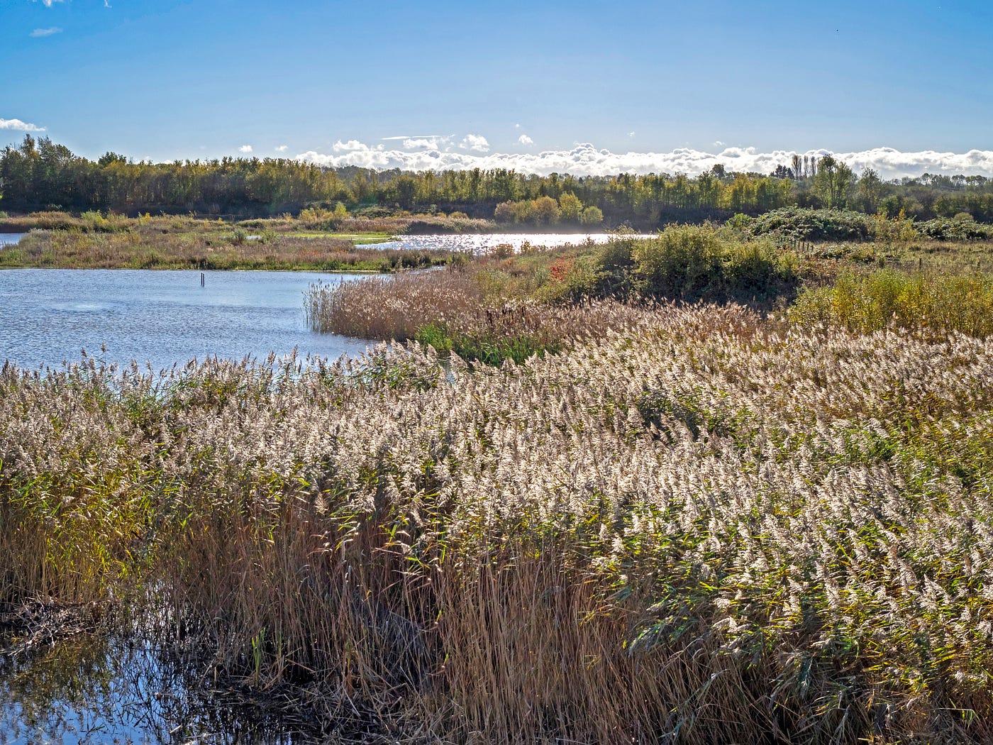 Reeds at North Cave Wetlands, East Yorkshire (Photo by Author)