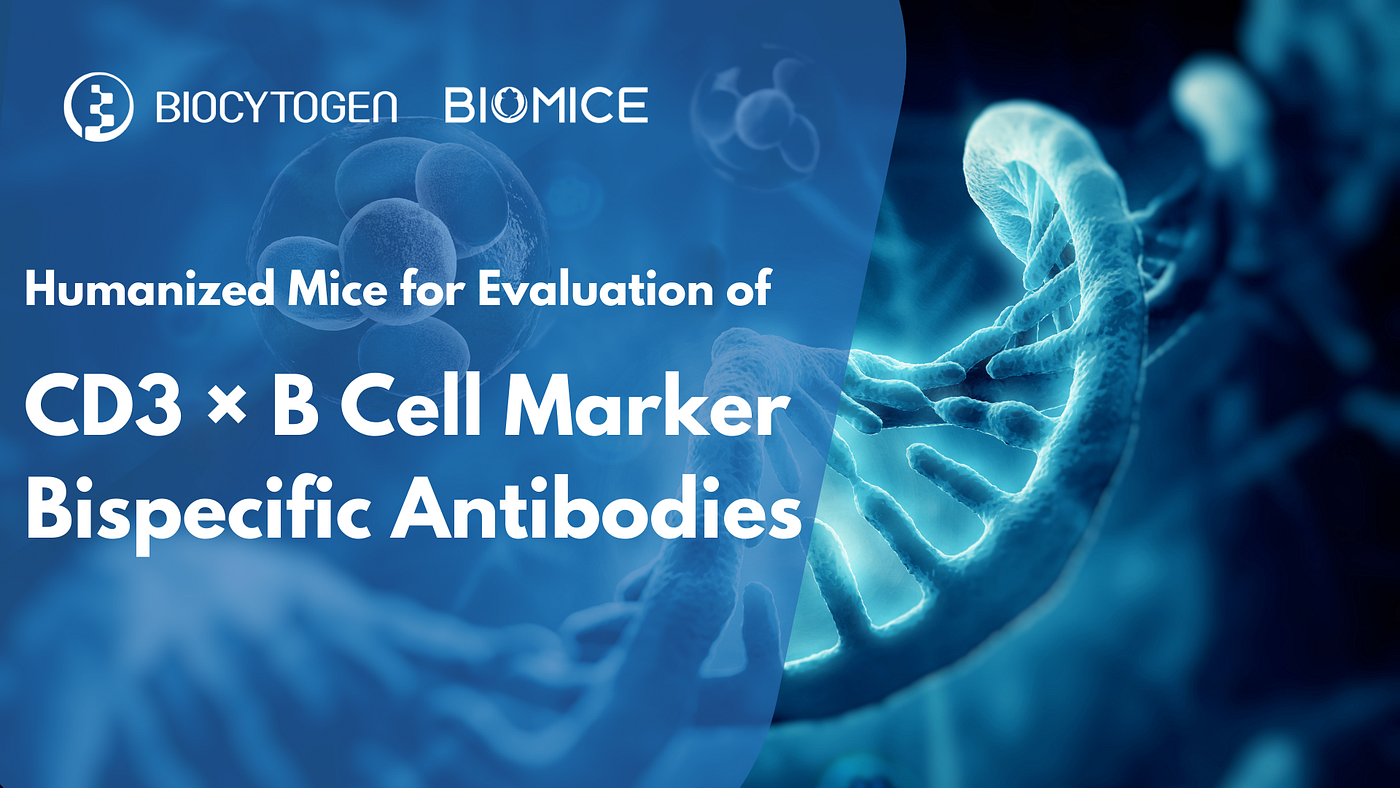 Unlocking the Power of CD3 × B Cell Bispecific Antibodies with Humanized Mouse Models in Autoimmune…