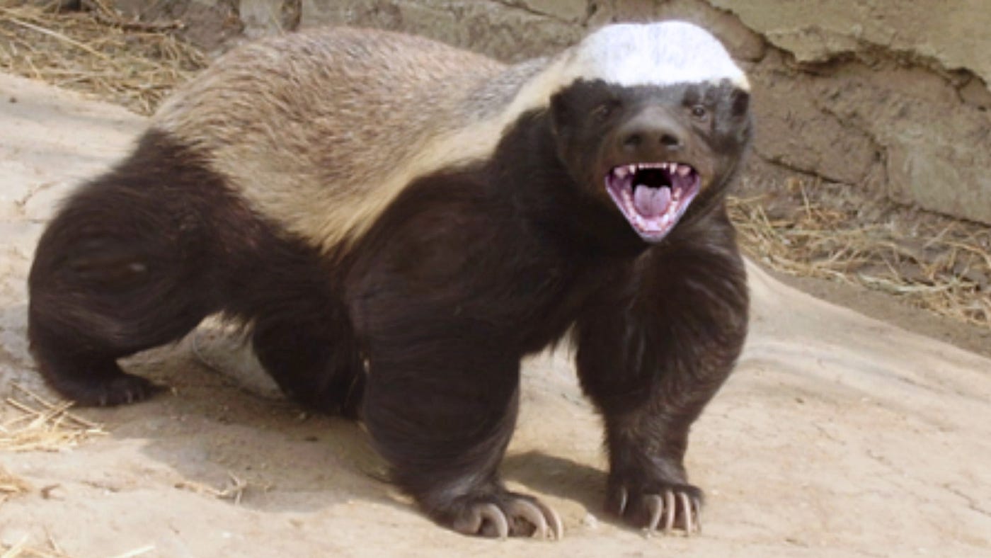 The Fearless and Fierce Honey Badger: Nature's Most Tenacious Creature, by  Thomas Crane
