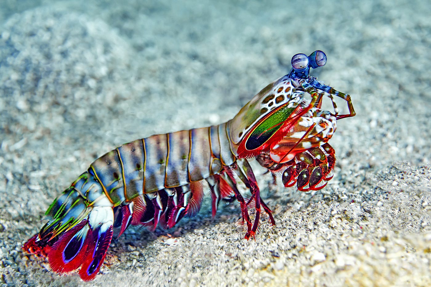 A Bullet of Colors: The Mantis Shrimp | by Val Obando | Medium