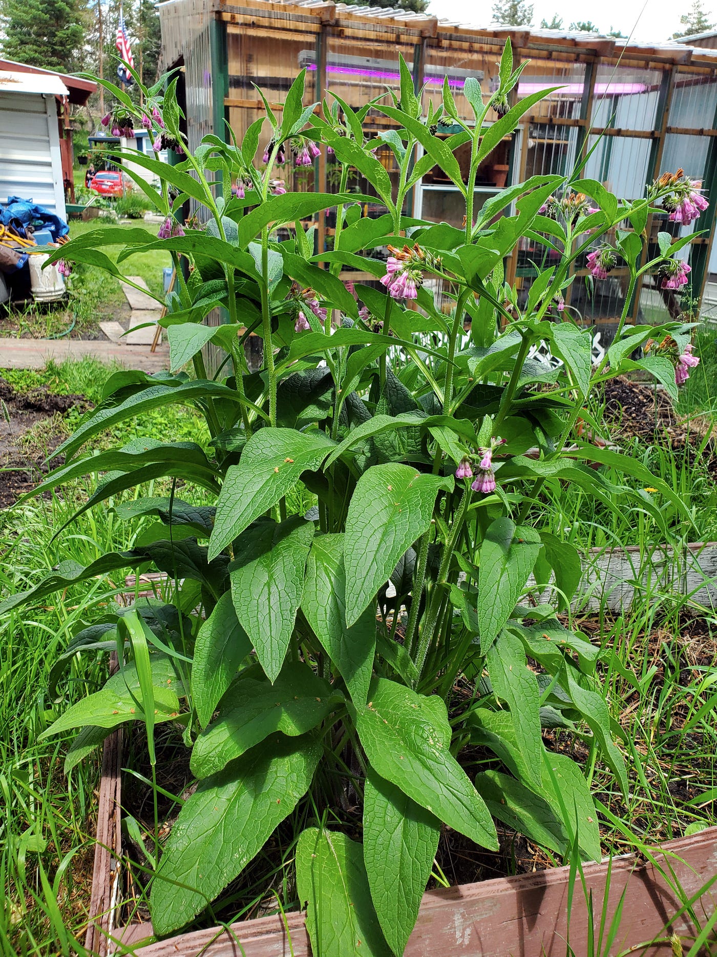 Russian Comfrey (Symphytum × uplandicum) cultivar called Bocking 14 (photo by author)