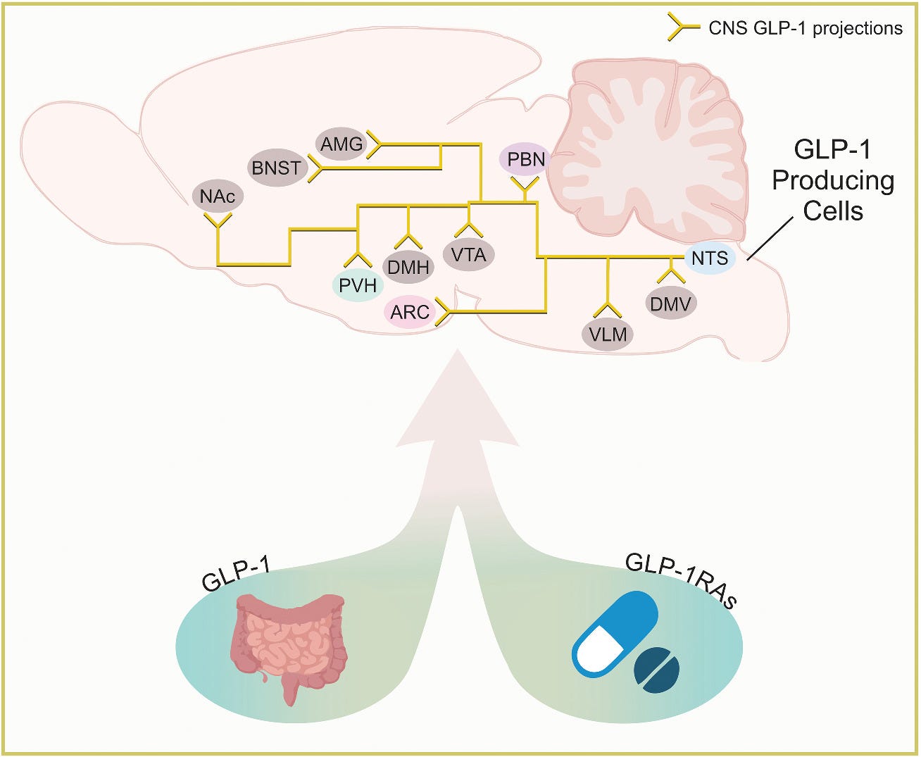 the truth about glp 1 GLP-1 and the Inconvenient Truth | by Michael Albert, MD