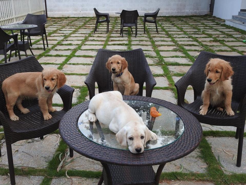 Engineer turned dog cafe owner. I hail from a small town called