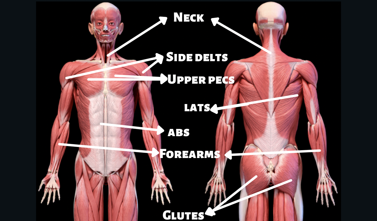 adonis-belt-anatomy