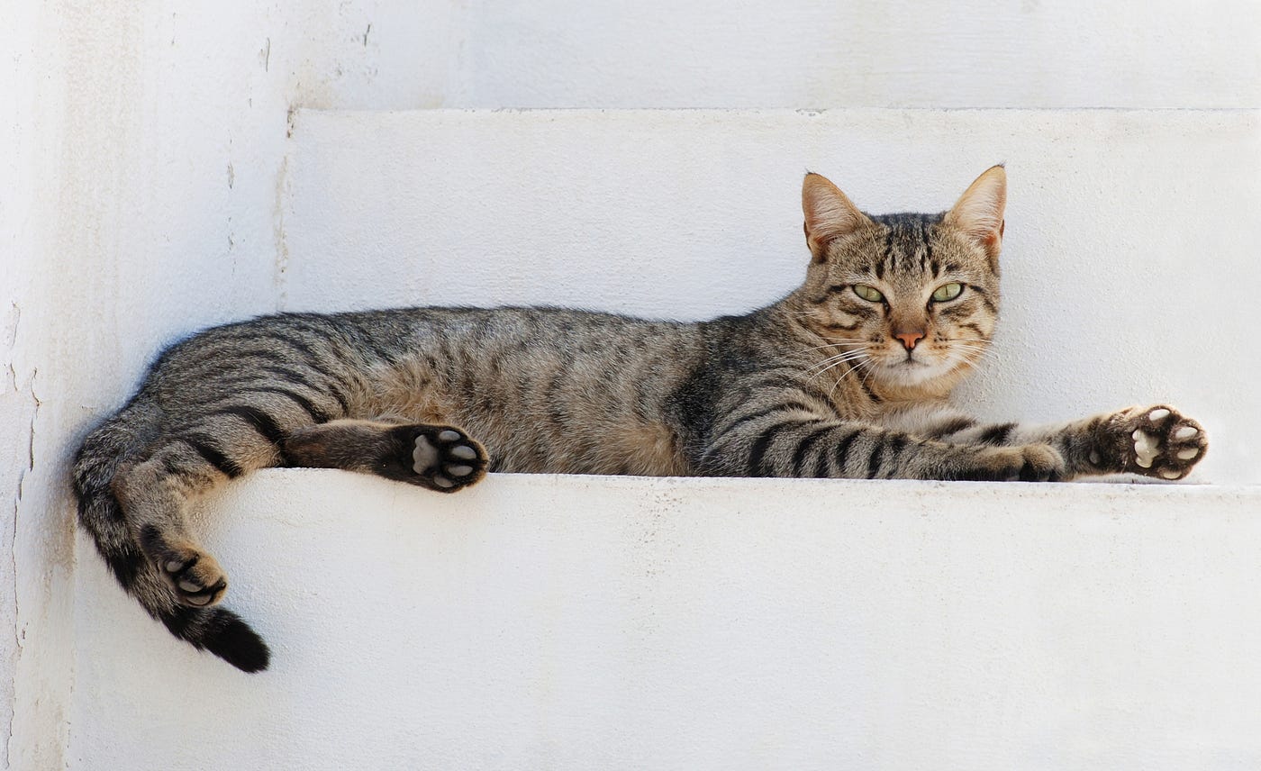 Thinking Out Loud, My Animals
