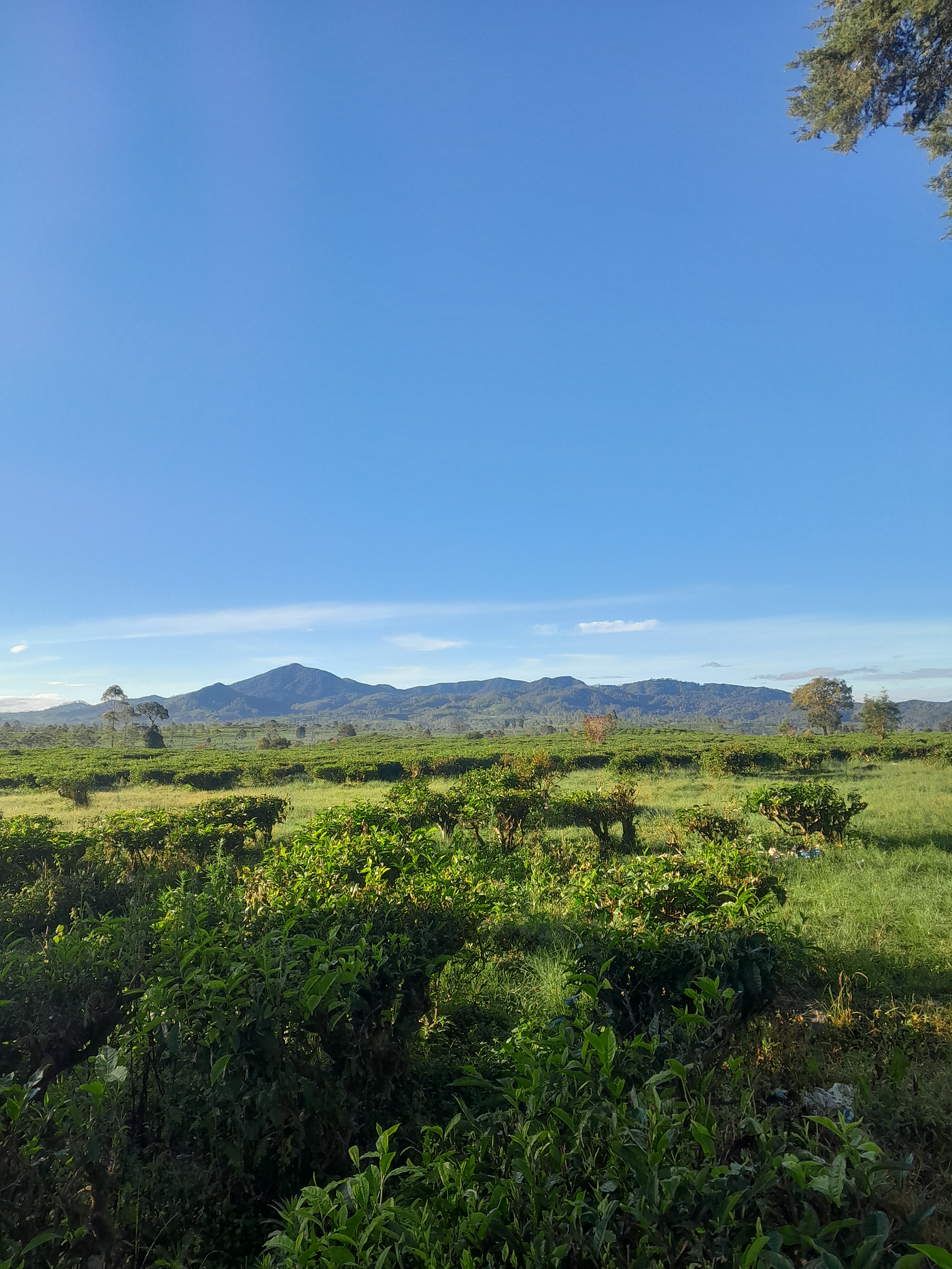 Di Bawah Langit Kebun Teh Pangalengan